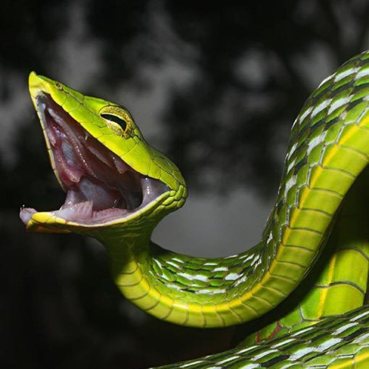 Asian Vine Snake: Ular Merayap Tropis yang Menawan