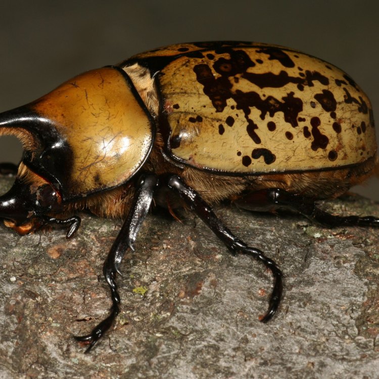 Hercules Beetle: Keajaiban di Dunia Serangga
