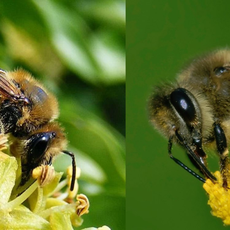 IVY BEE: Lebah Asli dari Eropa yang Sayangnya Sering Terabaikan