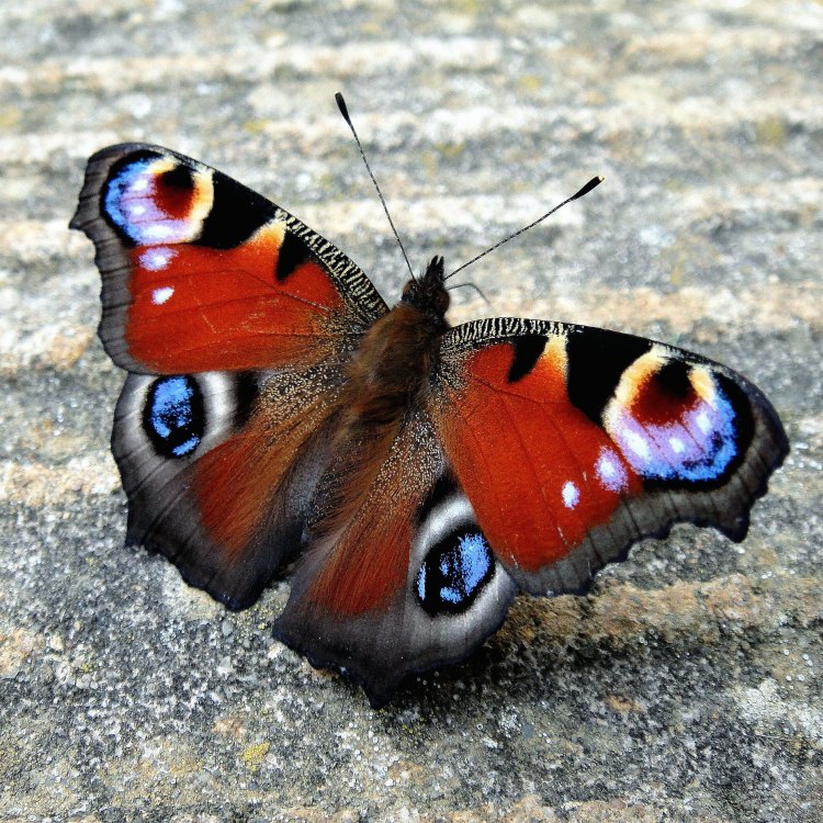 Peacock Butterfly: Merayakan Kecantikan Alam dengan Sayap Megahnya