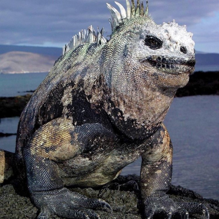 Menjelajahi Laut dengan Marine Iguana, Hewan Unik dari Galapagos Islands