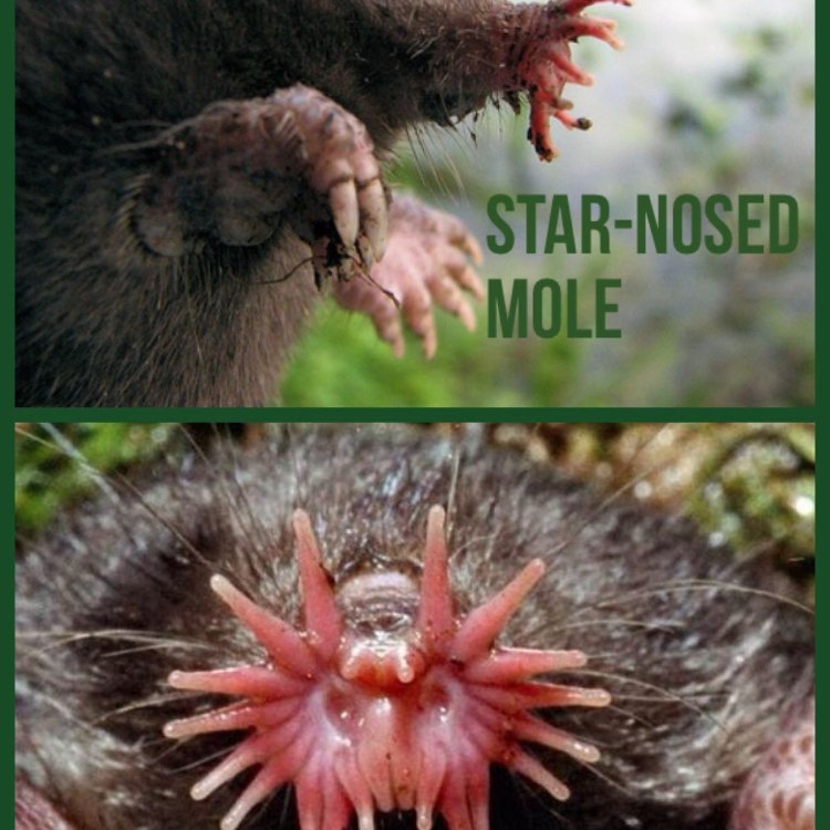 Star Nosed Mole: Hewan Unik dari Timur Amerika Utara