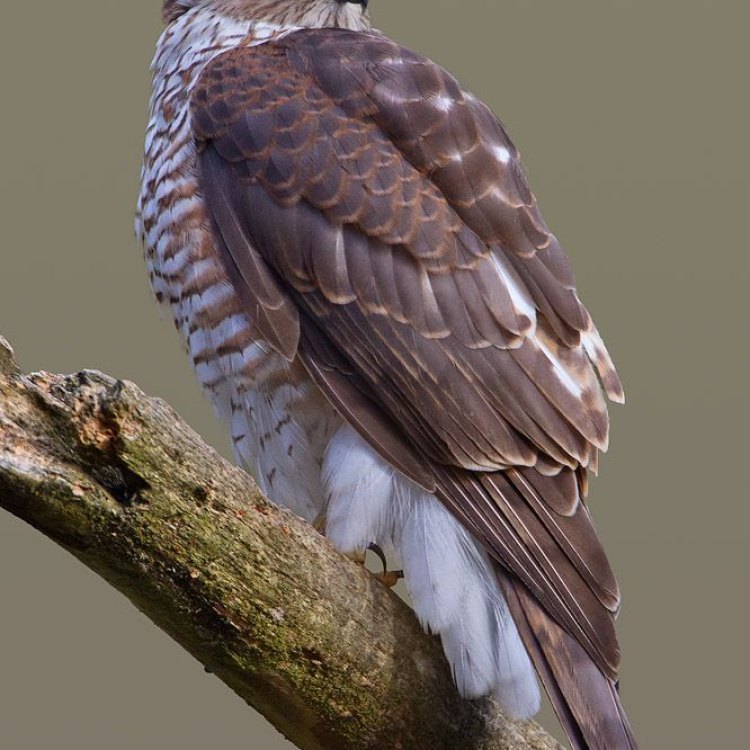 Eurasian Sparrowhawk: Si Burung Elang Kecil yang Rakus dan Mahir dalam Berburu