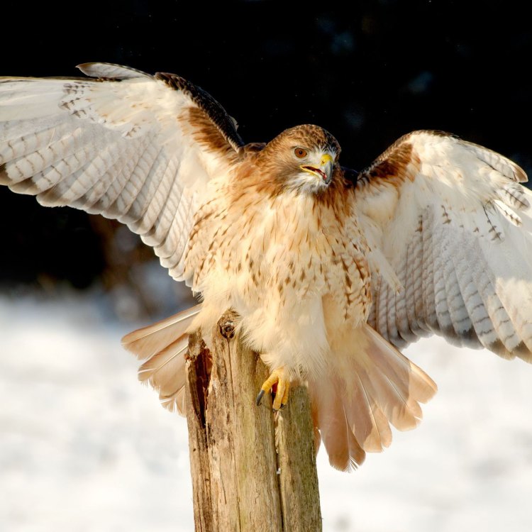 Hawk: Sang Petualang di Dunia Langit