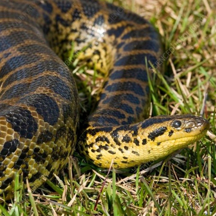 Mengenal Yellow Anaconda, Ular Terbesar di Amerika Selatan
