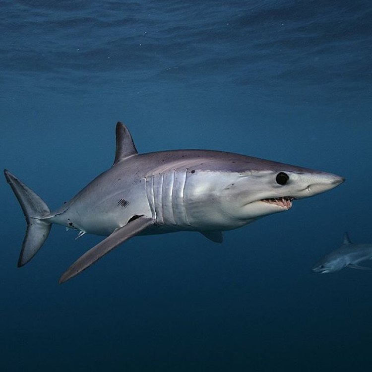 Shortfin Mako Shark: Ikon Laut Yang Mematikan
