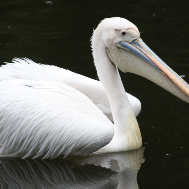 Pelican: Burung Pemancing yang Memiliki Keanggunan dan Ketahanan yang Tak Tertandingi
