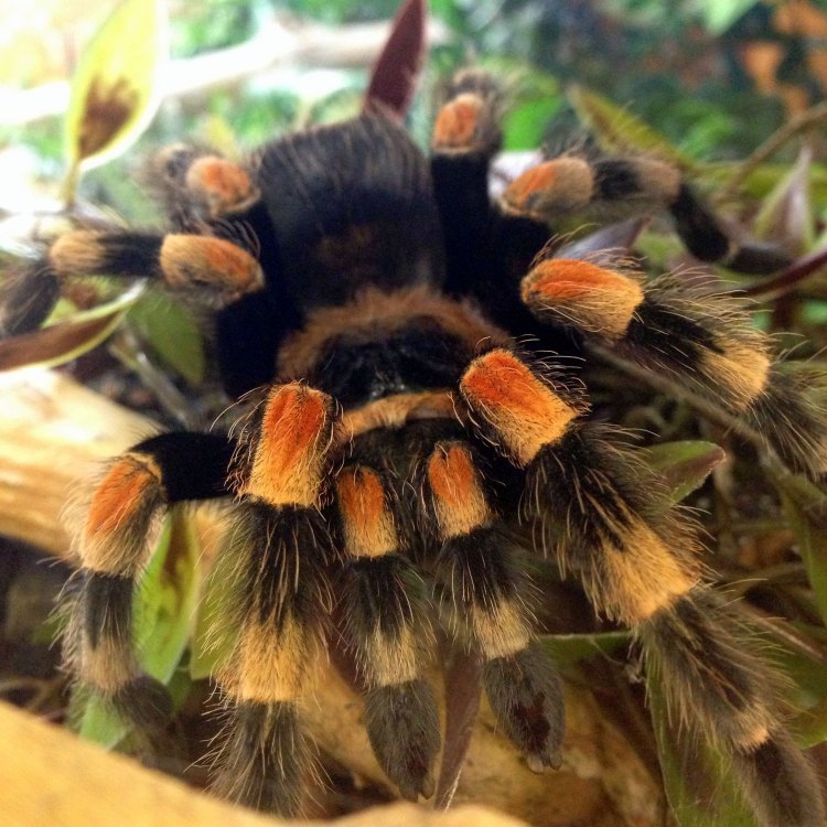 Tarantula: Laba-laba Raksasa yang Menakjubkan