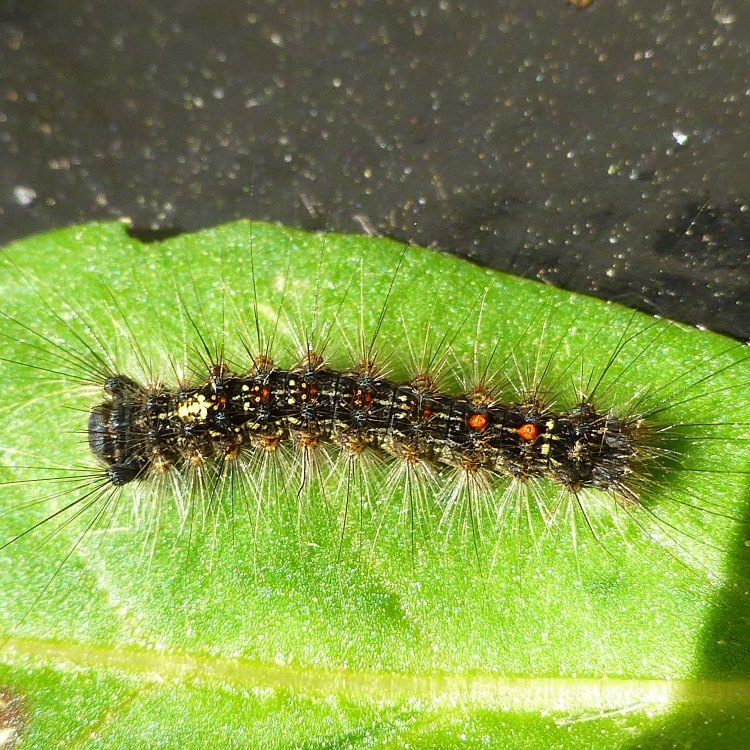 Mengenal Lebih Dekat Gypsy Moth Caterpillar