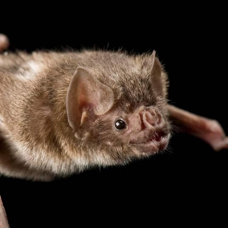 Vampire Bat: Hewan Vampir yang Menakutkan di Dunia Satwa
