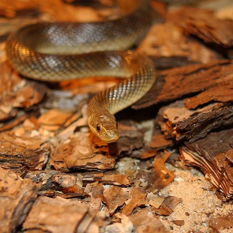 The Fascinating World of Aesculapian Snake
