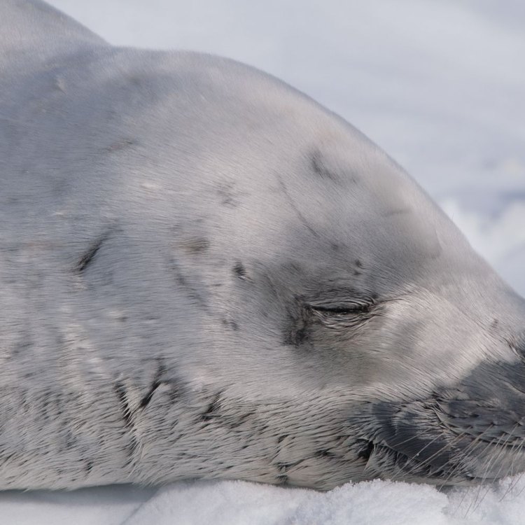 Mengenal Crabeater Seal: Hewan yang Unik dan Menarik di Antartika