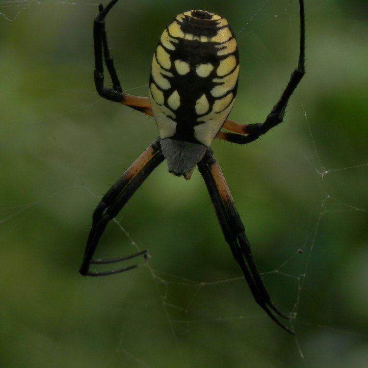 Barn Spider: Si Laba-laba Di Dalam Gudang