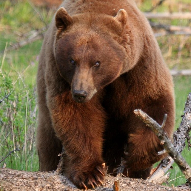 Cinnamon Bear - Beruang yang Tidak Biasa