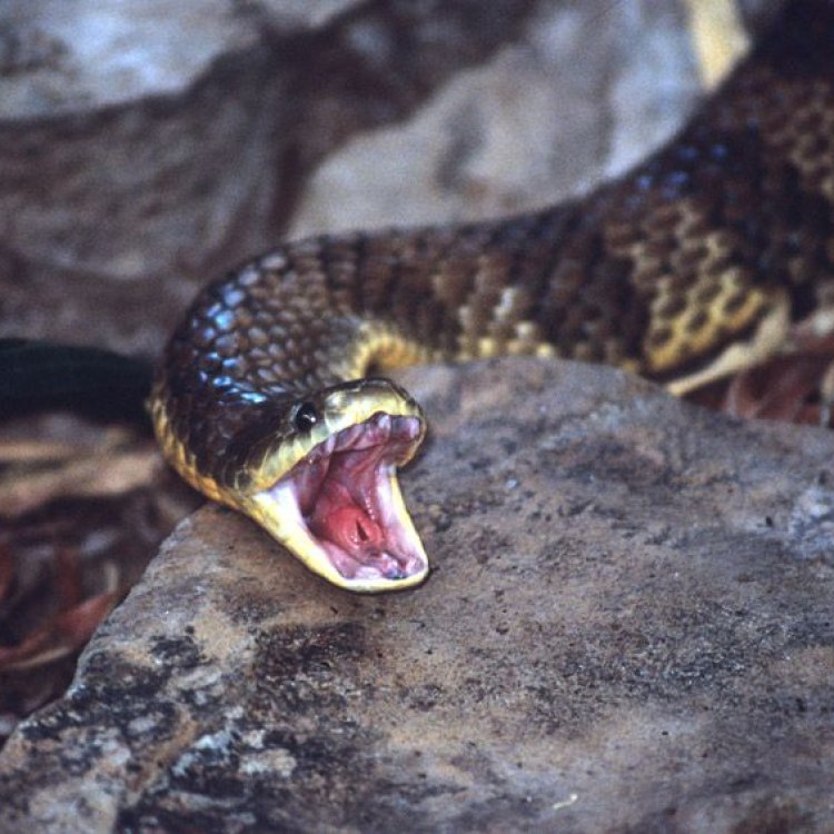 Mengenal Lebih Dekat Eastern Tiger Snake, Ular Berbisa Mengagumkan dari Australia