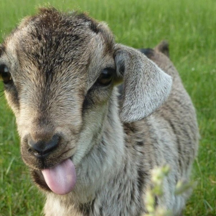 Fainting Goat: Kambing Yang Unik Dan Menarik