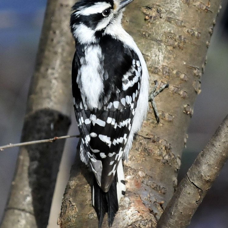 Mengenal Downy Woodpecker, Si Burung Pelahap Insectivora dari Amerika Utara