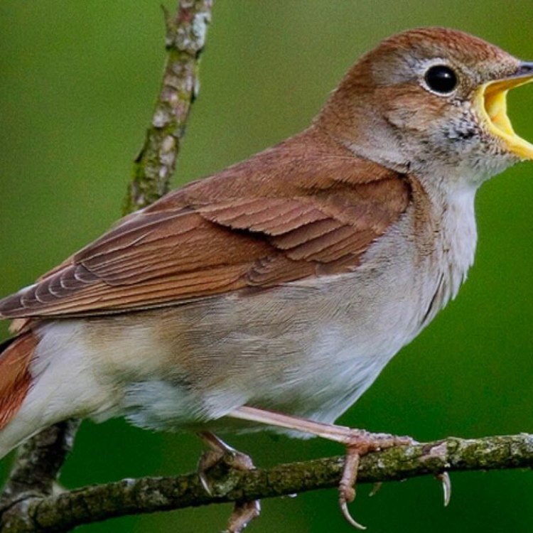 Nightingale: Suara Indah dari Hutan