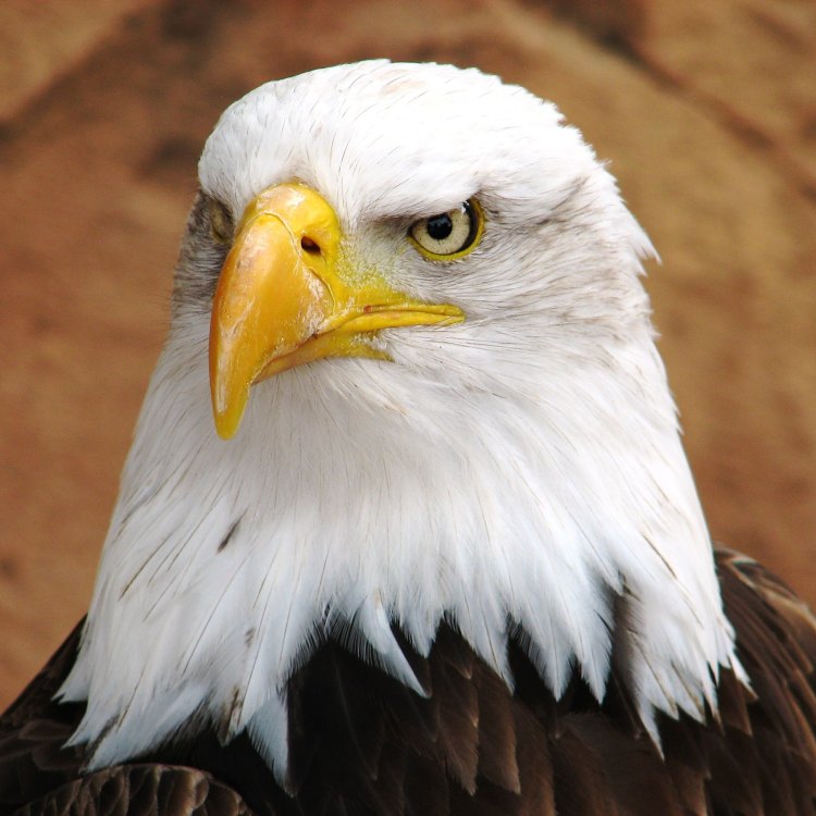 Bald Eagle: Sang Raja Udara dari Daratan Amerika Utara