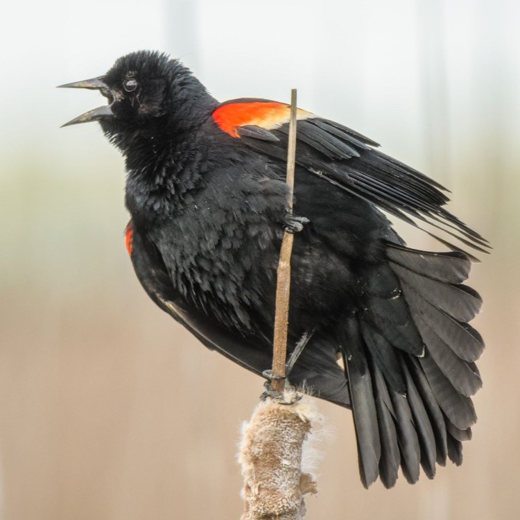 Tentang Burung Merak Sayap Merah (Red Winged Blackbird)