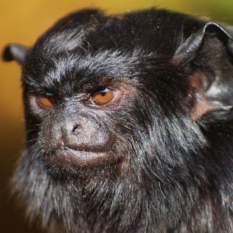 Mengenal Red Handed Tamarin: Primata Tropis dari Hutan Amazon