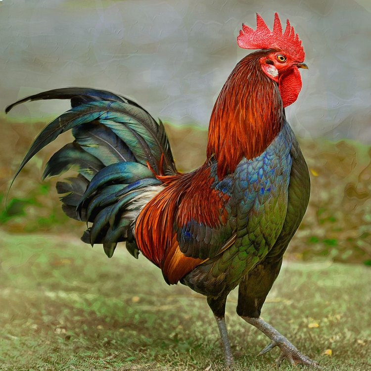 The Majestic Rooster: Si Kecil yang Berisik di Pekarangan Anda
