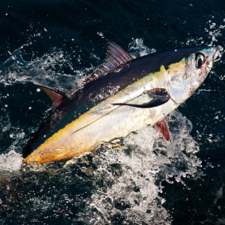 Mengenal Albacore Tuna: Ikan Tuna Tercepat di Lautan yang Menyimpan Berbagai Keunikan
