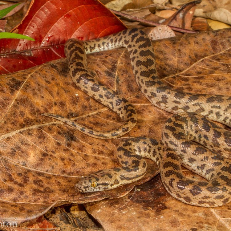 Menjelajahi Keunikan Spotted Python