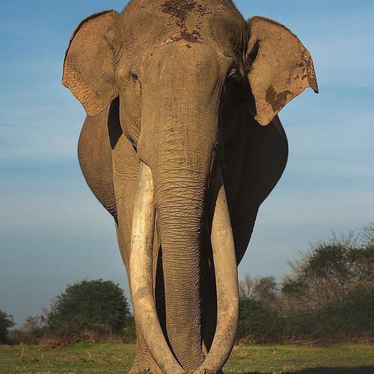 Asian Elephant: Gandeng Kelestarian Satwa Langka di Asia
