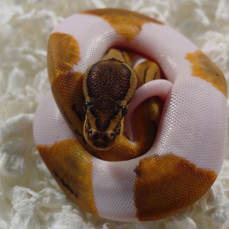 Lemon Blast Ball Python: Portrayal of a Unique and Colorful Reptile
