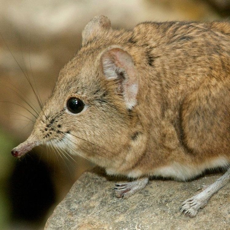 Menjelajahi Dunia Kecil Si Tikus Tanah - Shrew
