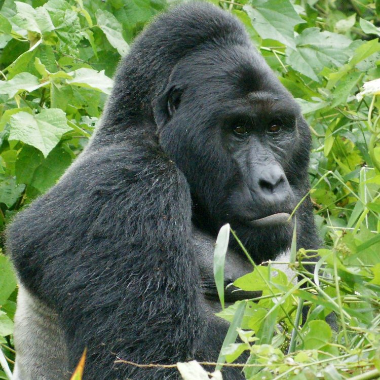 Mengenal Lebih Dekat Eastern Gorilla: Hewan Herbivora yang Besar dan Kuat