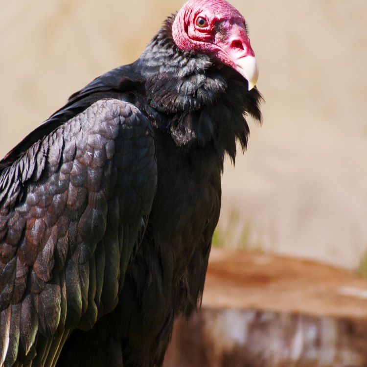 Mengenal Red Headed Vulture