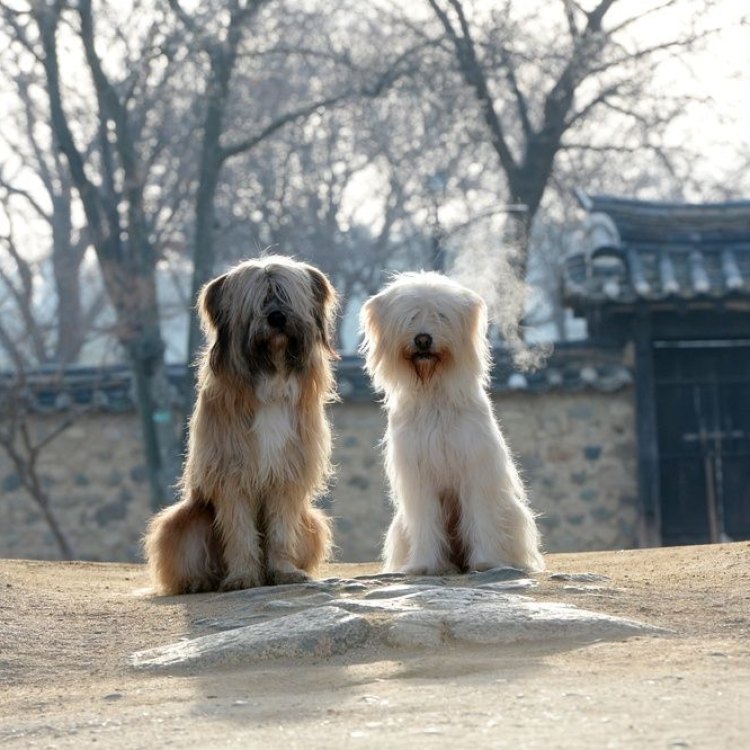 Temukan Rekan Terbaik Anda: Mengenal Sapsali, Anjing Terkenal dari Korea