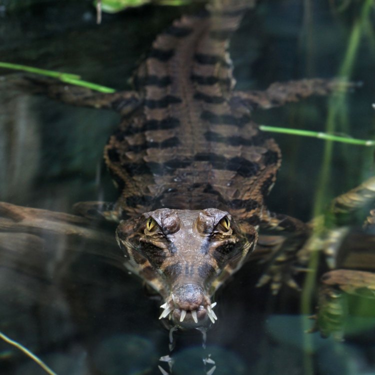 Freshwater Crocodile: Kisah Reptil Memikat dari Australia Utara