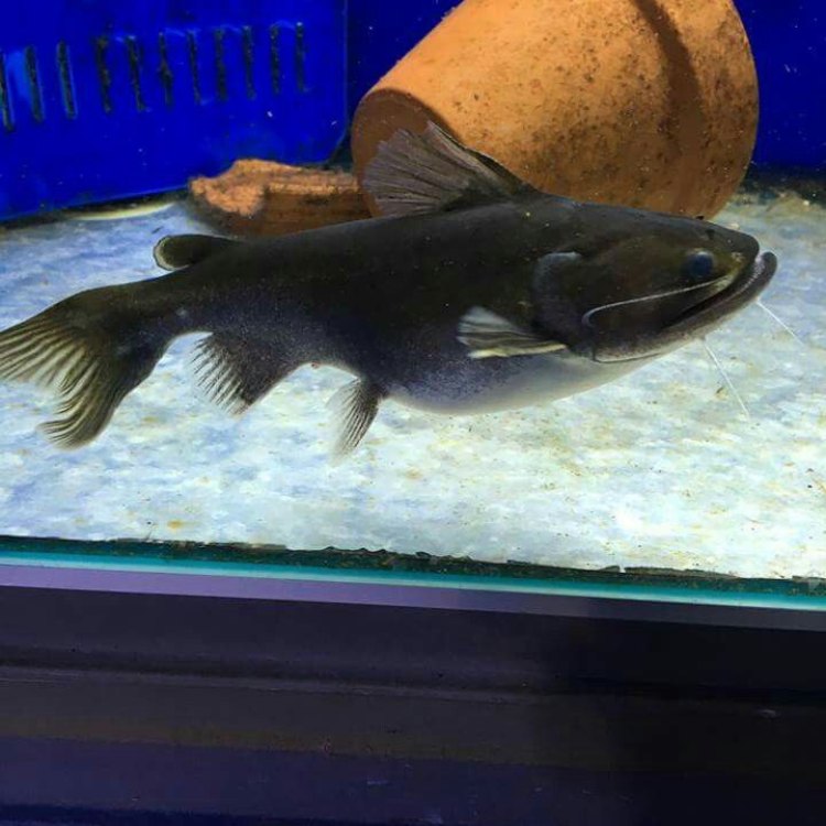Gulper Catfish: Ikan Pemakan Kelelawar yang Menyenangkan