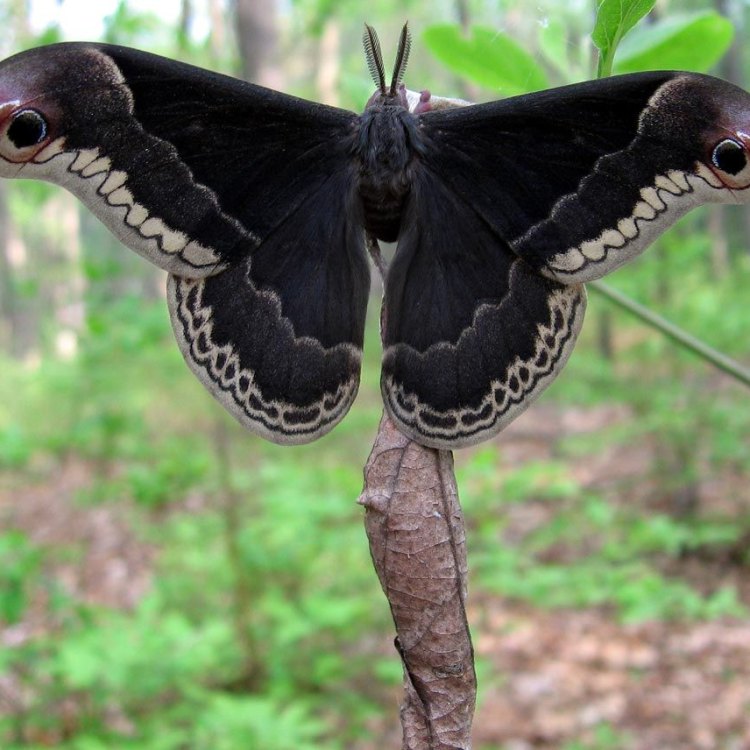 Jelajahi Keindahan Hercules Moth, Si Raja Kupu-kupu Hutan Tropis