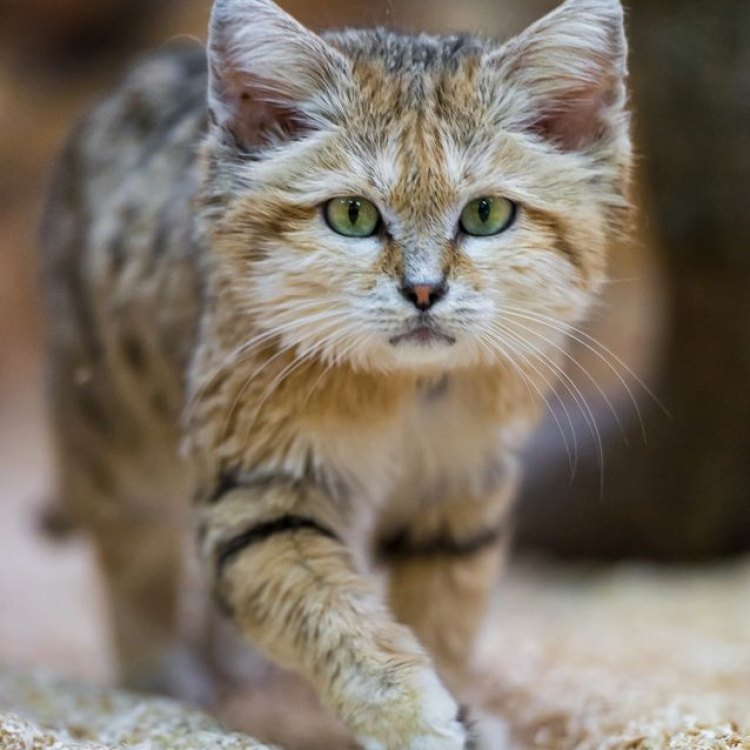 Sand Cat: Kucing Liar Kecil yang Menakjubkan di Padang Pasir