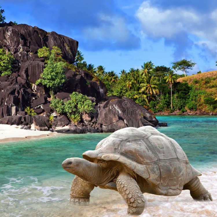 Megalochelys: Kura-kura Raksasa dari Pulau-pulau Samudera Hindia