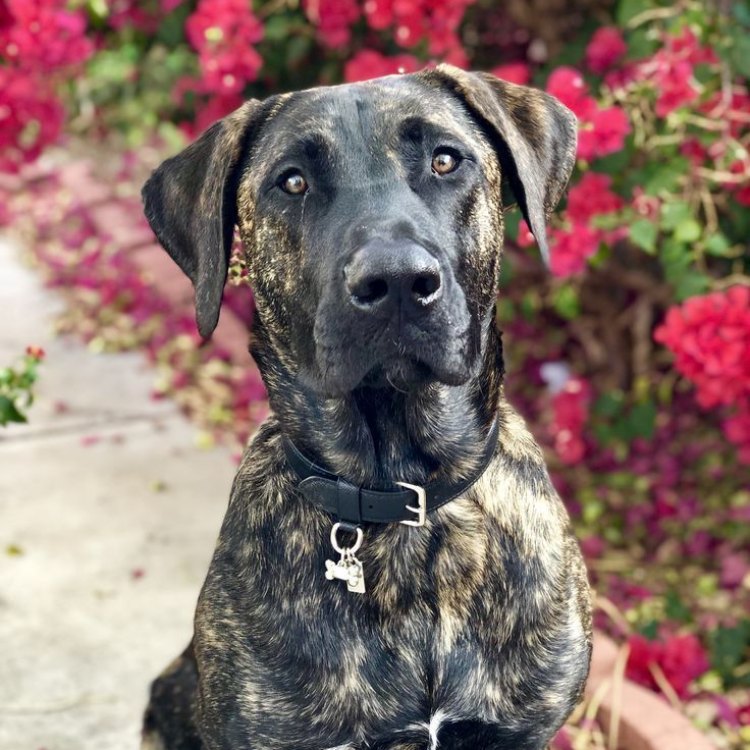 Mengenal Mastador: Anjing Unik dari Persilangan Canis lupus familiaris dan Mastiff