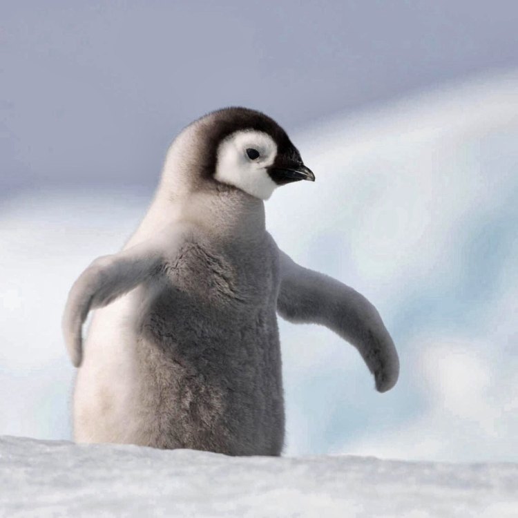 Keunikan Little Penguin yang Mengagumkan