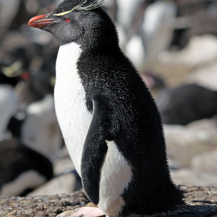 Mengenal Lebih Dekat dengan Rockhopper Penguin