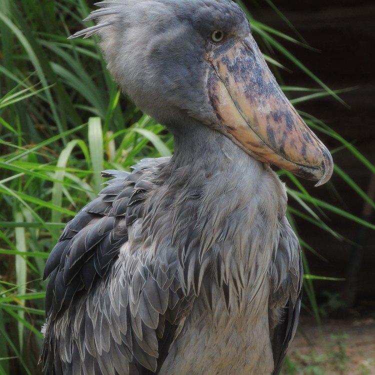 Shoebill Stork: Spesies Aves yang Memikat dengan Keunikannya