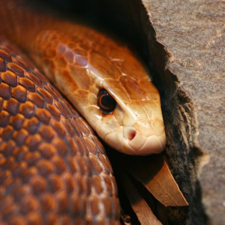 Terror from Down Under: Mengenal Lebih Dekat Fierce Snake