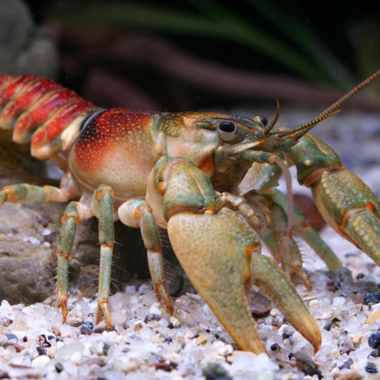 Memperkenalkan Crayfish: Mitra Kecil di Air Tawar