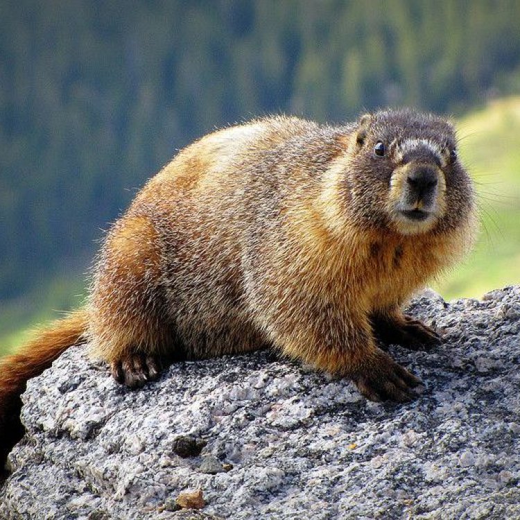 Marmot: Hewan Menyerupai Hybernator yang Menggemaskan