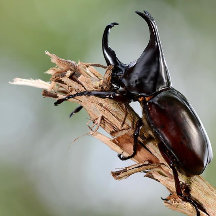Mengenal Atlas Beetle, Si Kembar Penghuni Hutan Tropis