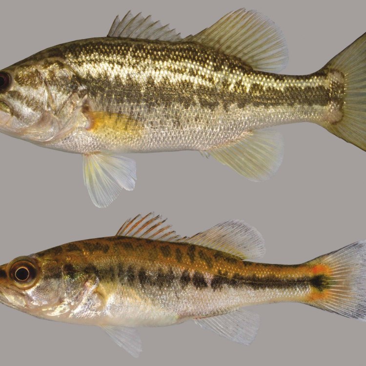 Largemouth Bass: Ikan yang Menakjubkan dari Perairan Tawar Amerika Utara