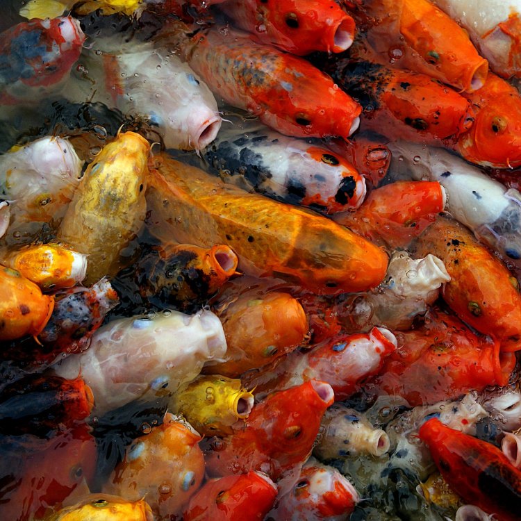 Takhta di Perairan: Kenalan dengan Asian Carp, Ikan Herbivora Terbesar dari Asia