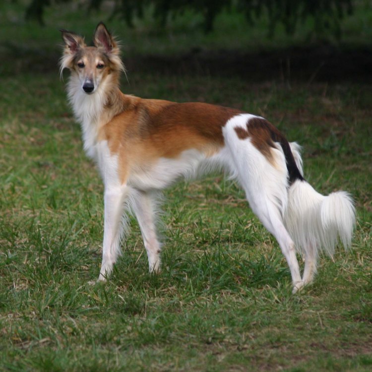 Silken Windhound: Anjing Cantik dengan Sifat Ramah dan Adaptif